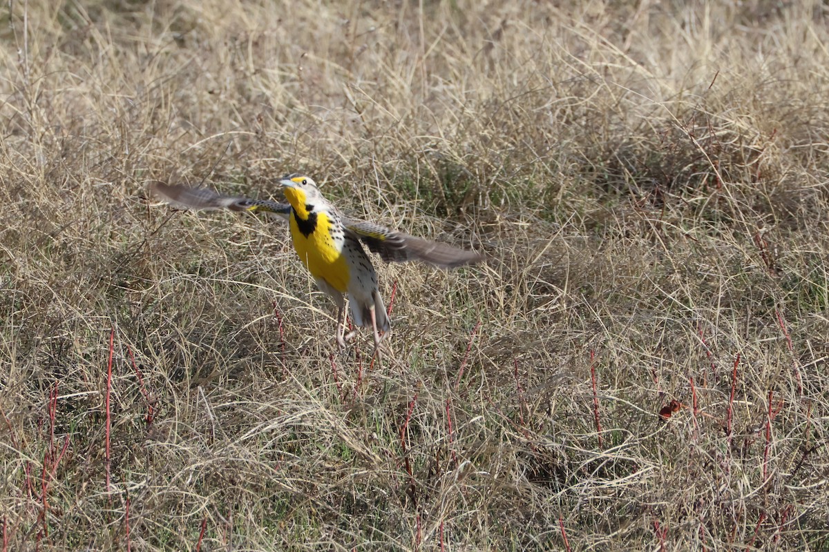 Western Meadowlark - ML617148856