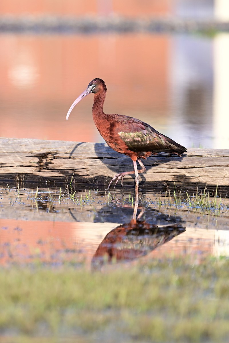 Glossy Ibis - ML617148904