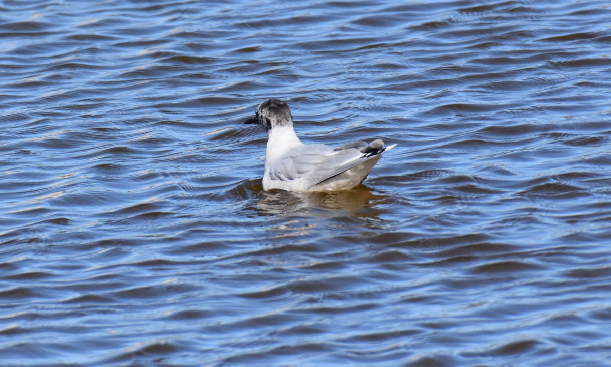 Little Gull - ML617148922