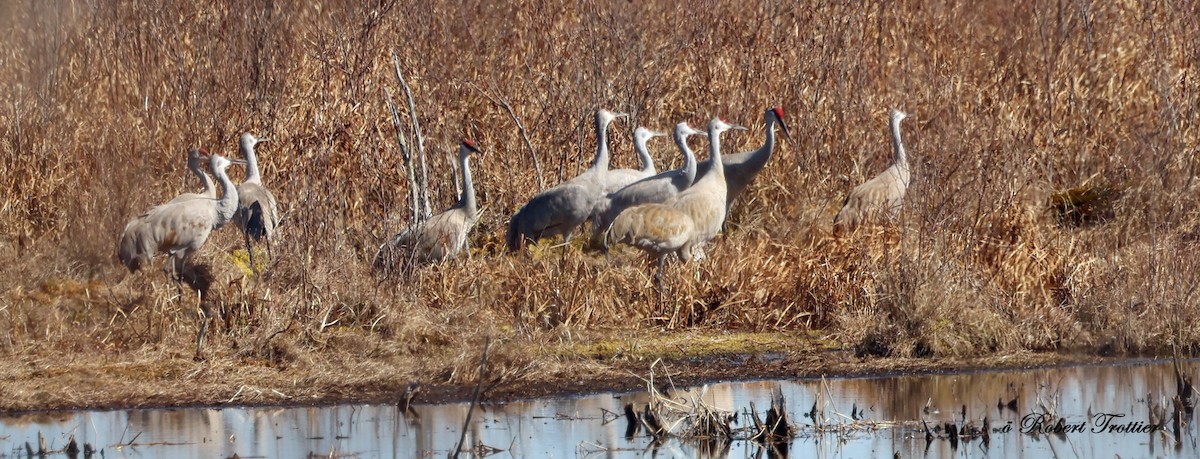 Sandhill Crane - ML617148935