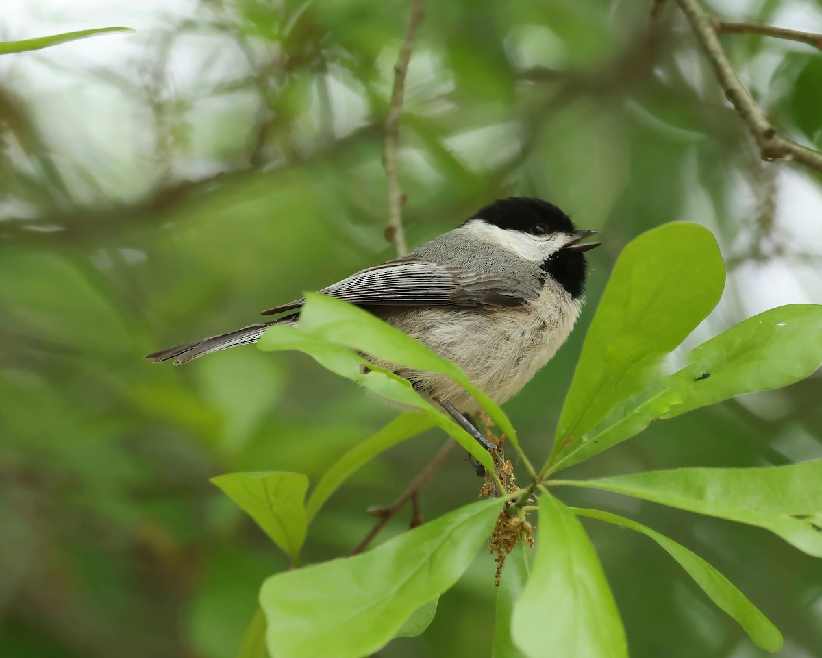 Carolina Chickadee - ML617148936