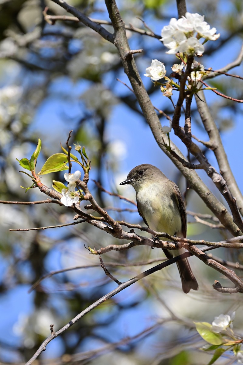 Eastern Phoebe - ML617148940