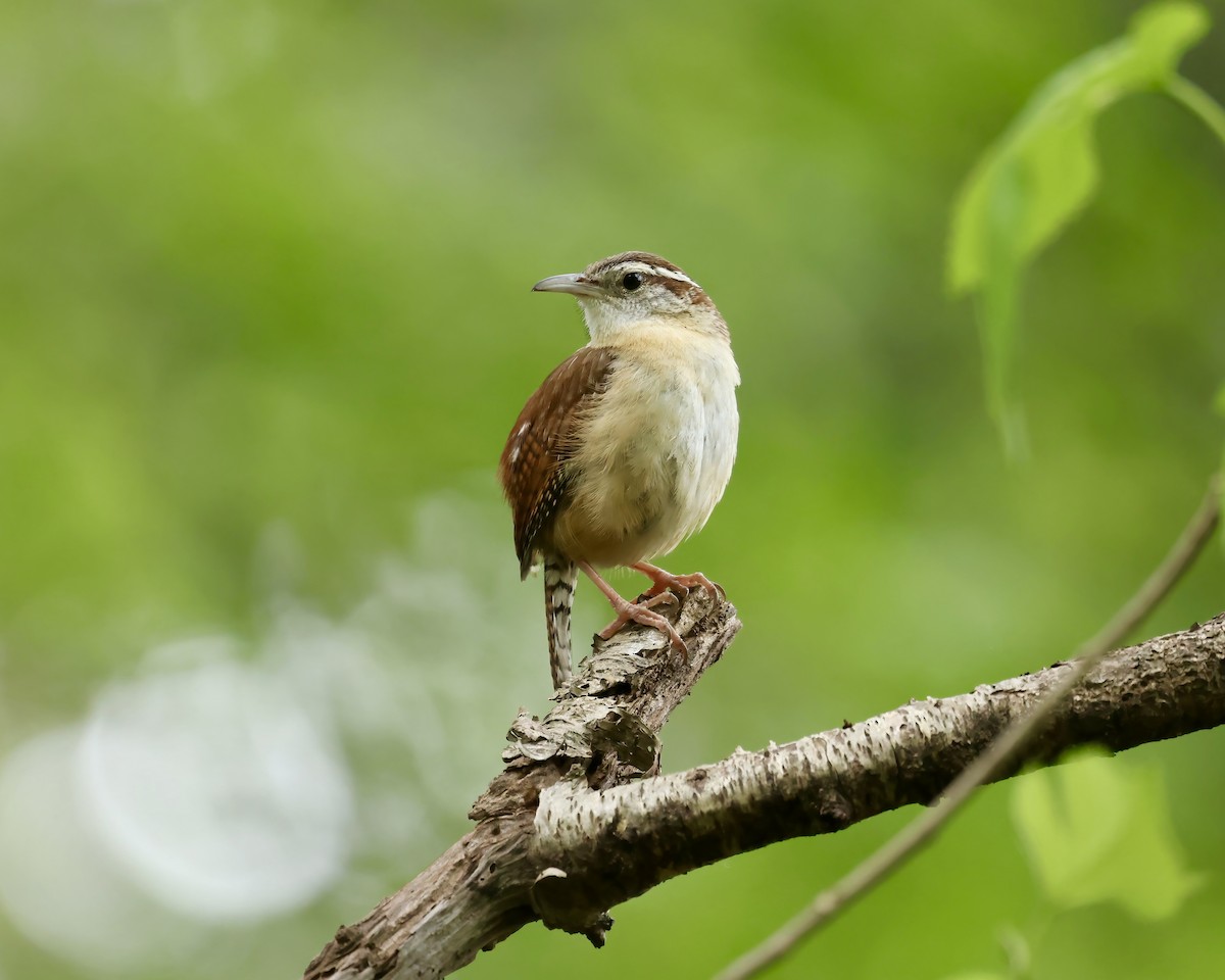 Carolina Wren - ML617148945