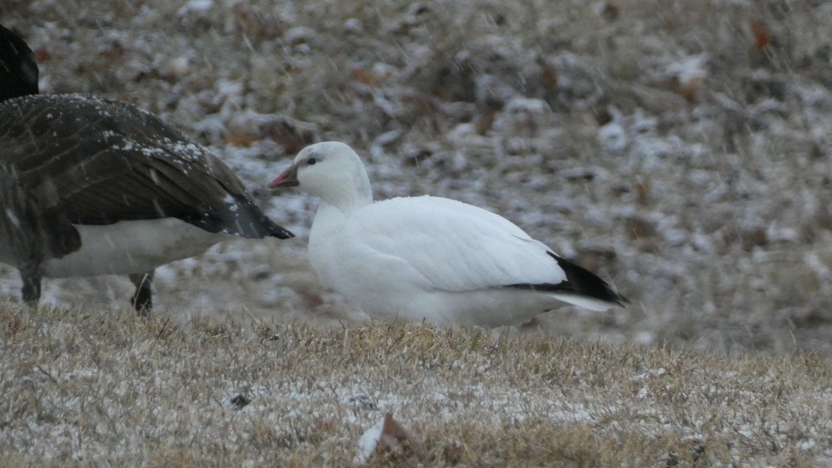 Ross's Goose - ML617148954