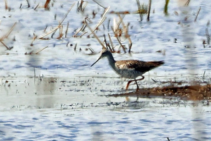 Greater Yellowlegs - ML617148955