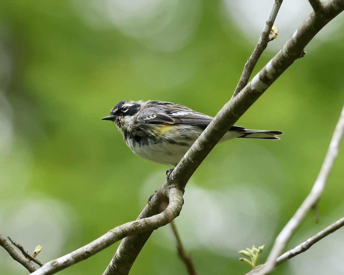 Yellow-rumped Warbler - Debbie Kosater