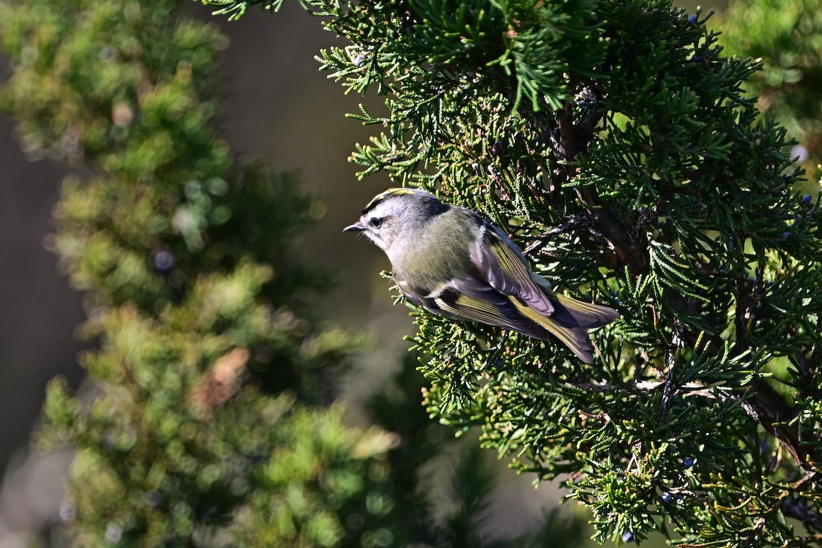 Golden-crowned Kinglet - ML617148961