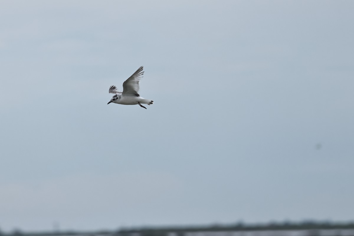 Little Gull - ML617148989