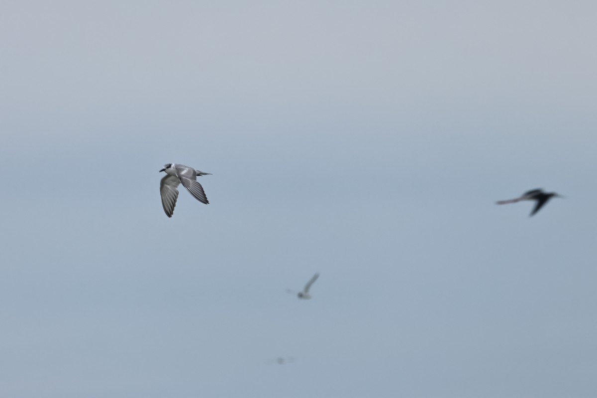 Little Gull - ML617148990