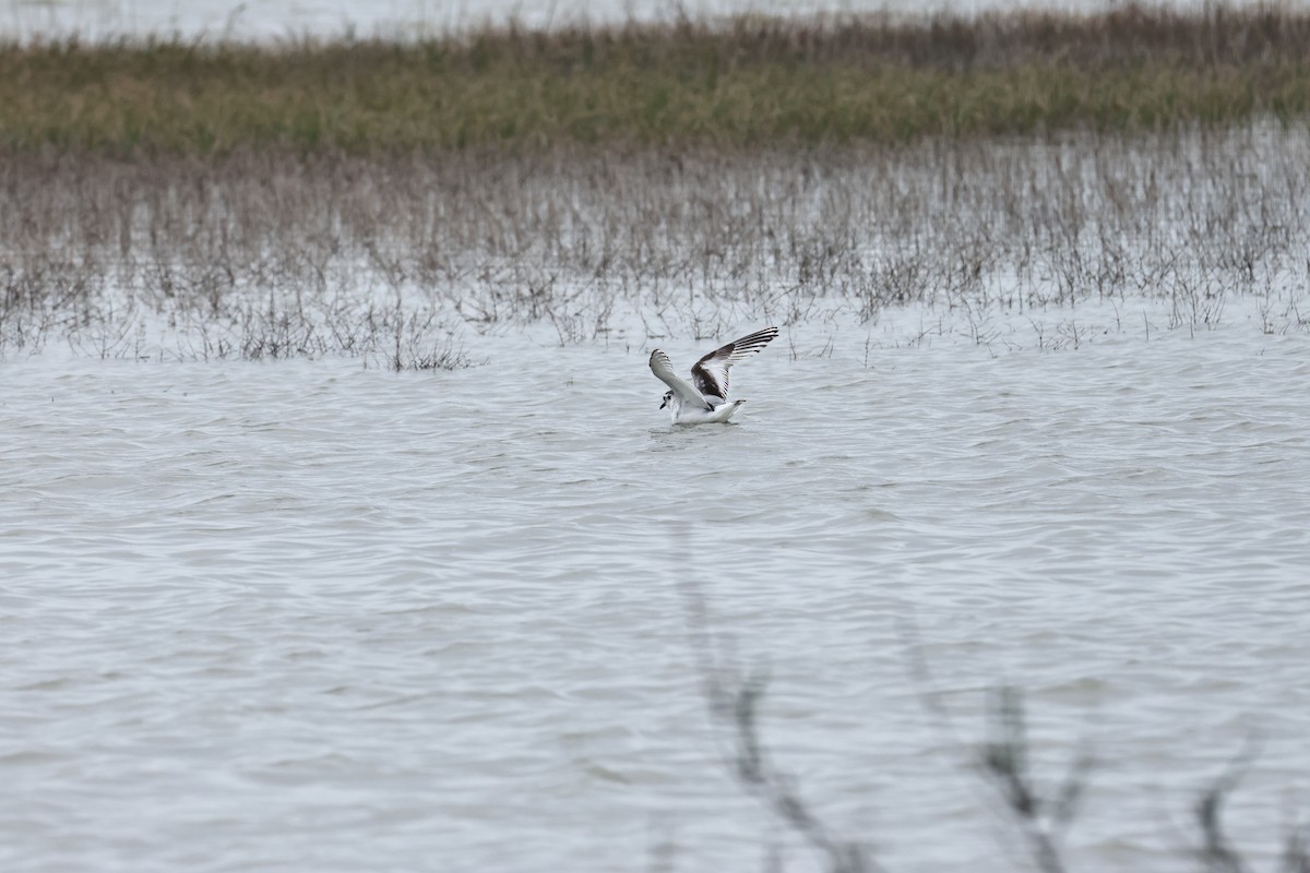 Little Gull - ML617148991