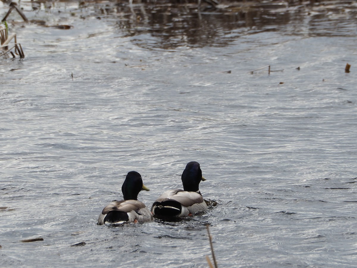 Canard colvert - ML617149013