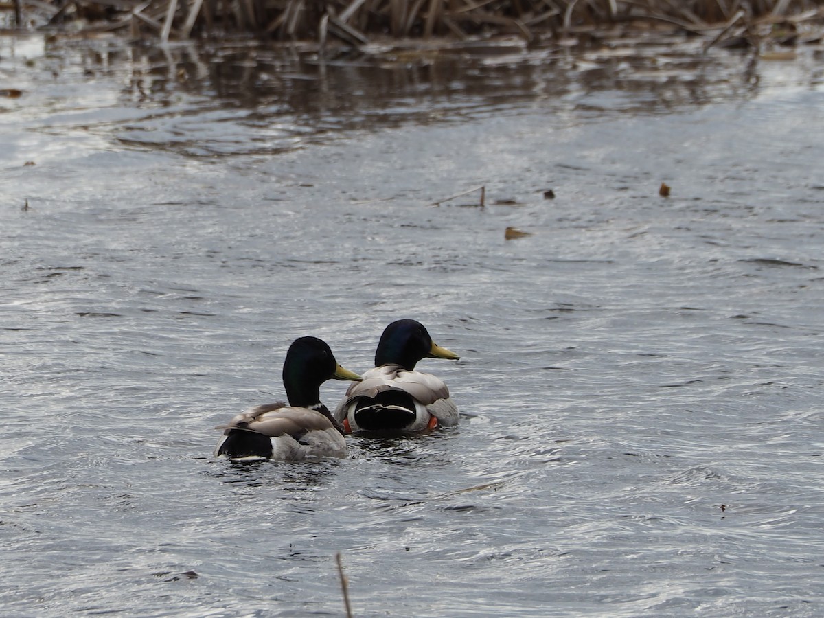 Canard colvert - ML617149014