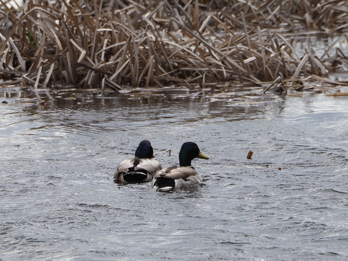 Canard colvert - ML617149015