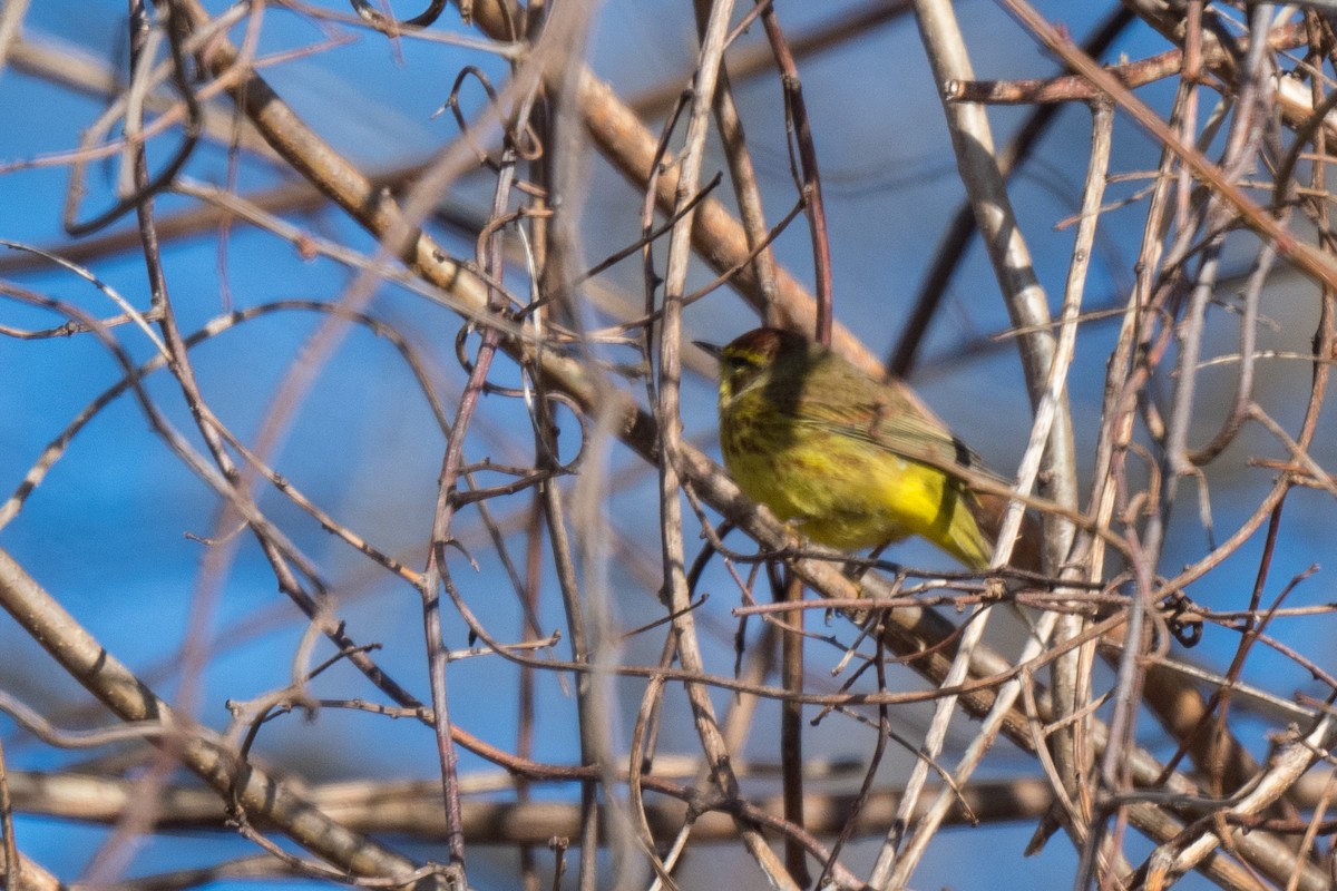 Palm Warbler - ML617149018