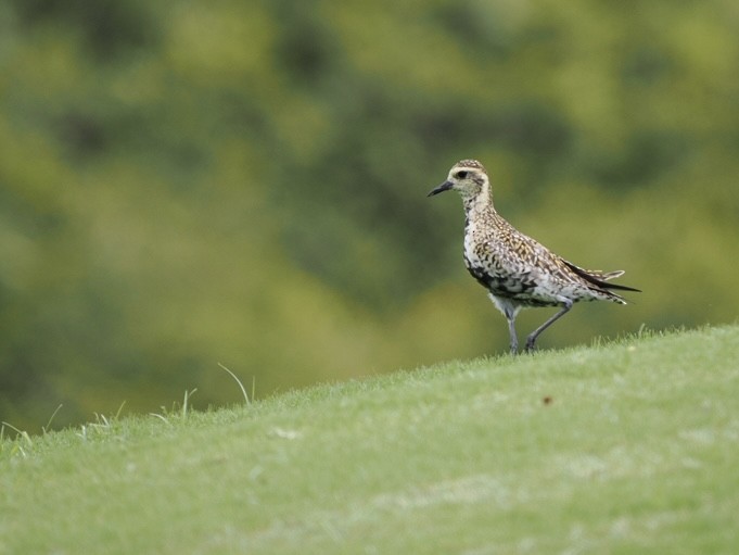 Pacific Golden-Plover - Eleanor H Sarren