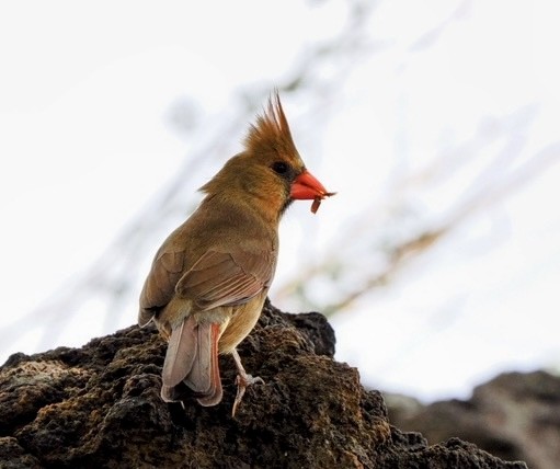 Cardinal rouge - ML617149035