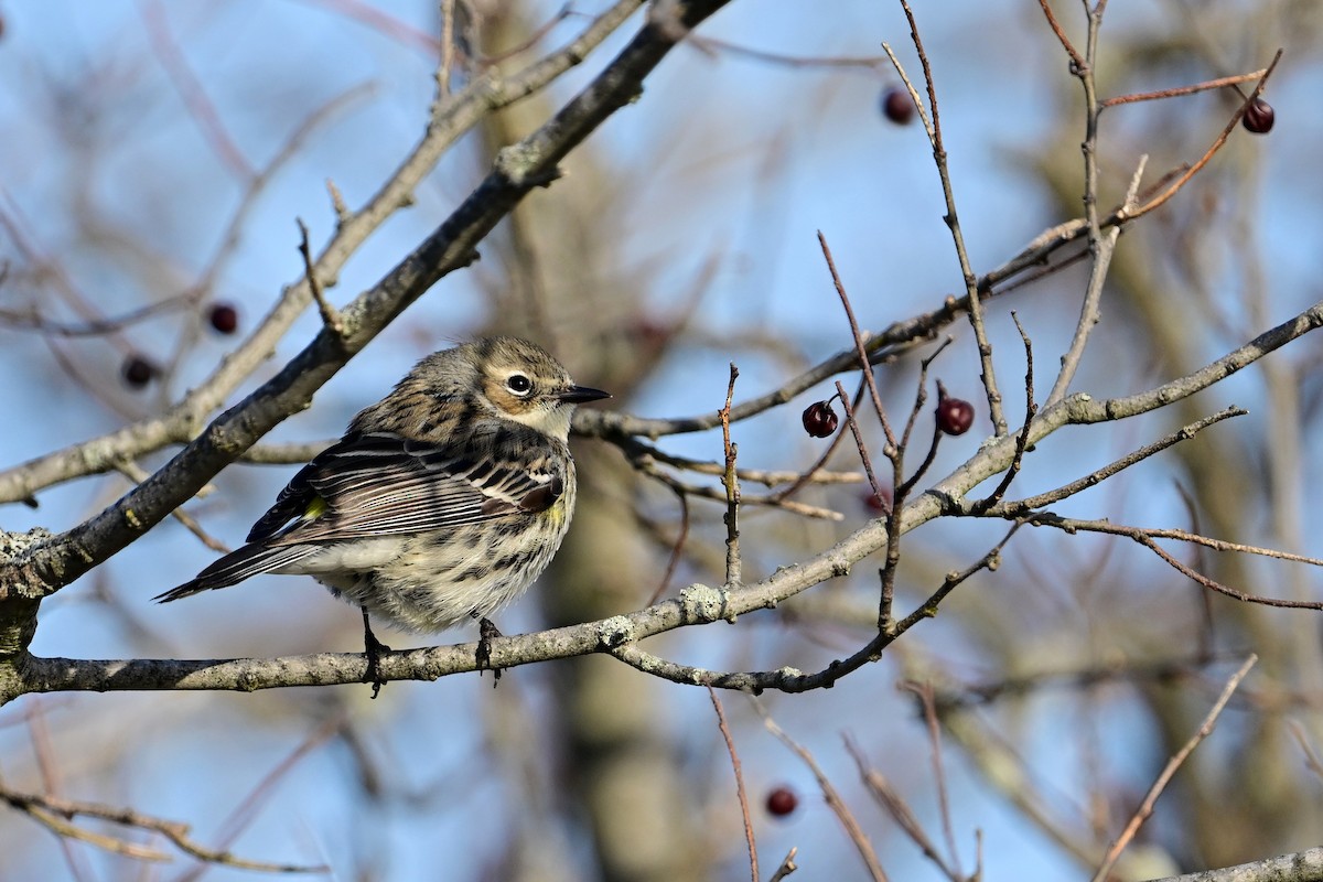 Yellow-rumped Warbler - ML617149038