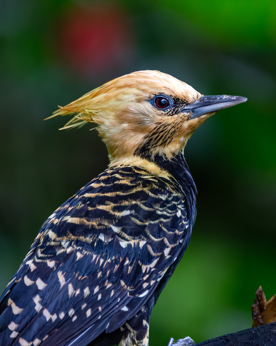 Blond-crested Woodpecker - ML617149042