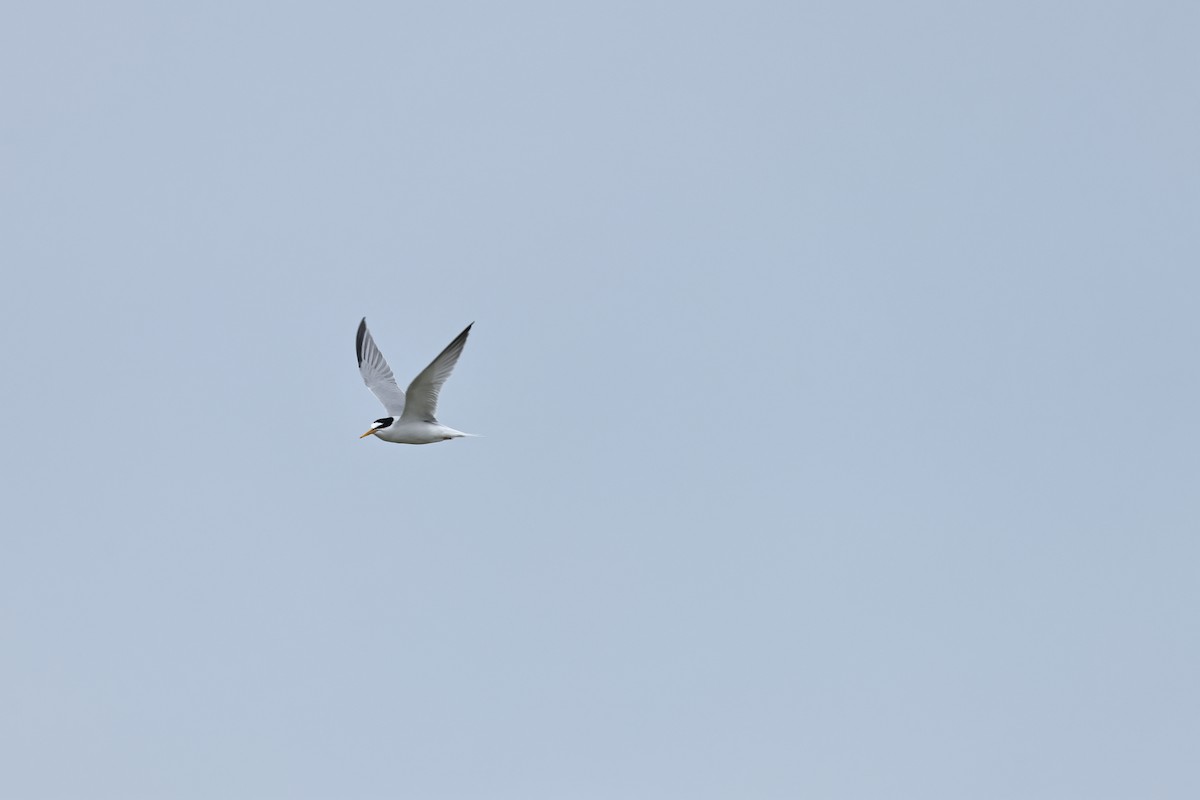 Little Tern - ML617149044