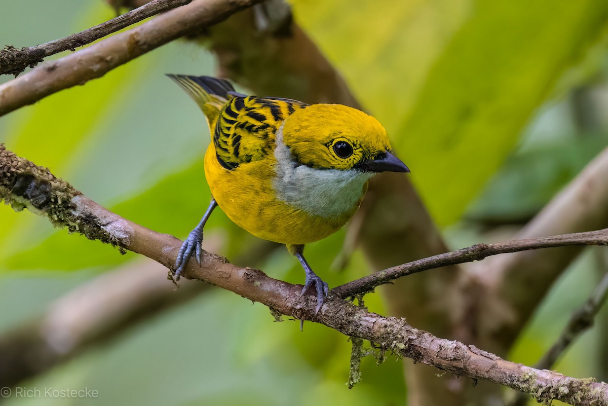 Silver-throated Tanager - Rich Kostecke