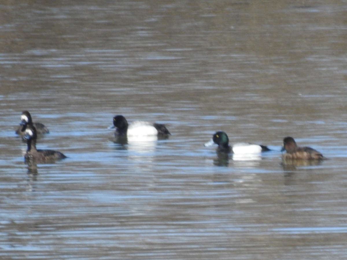 Greater Scaup - Katie Novak