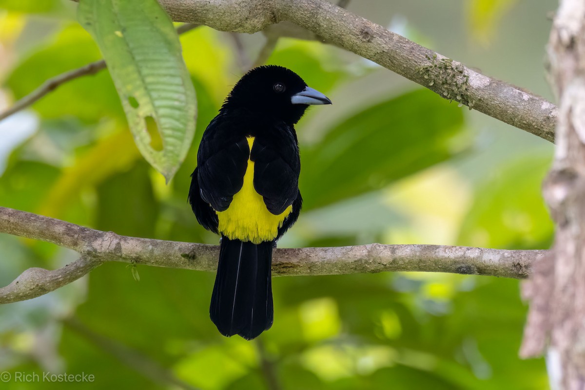 Flame-rumped Tanager - Rich Kostecke