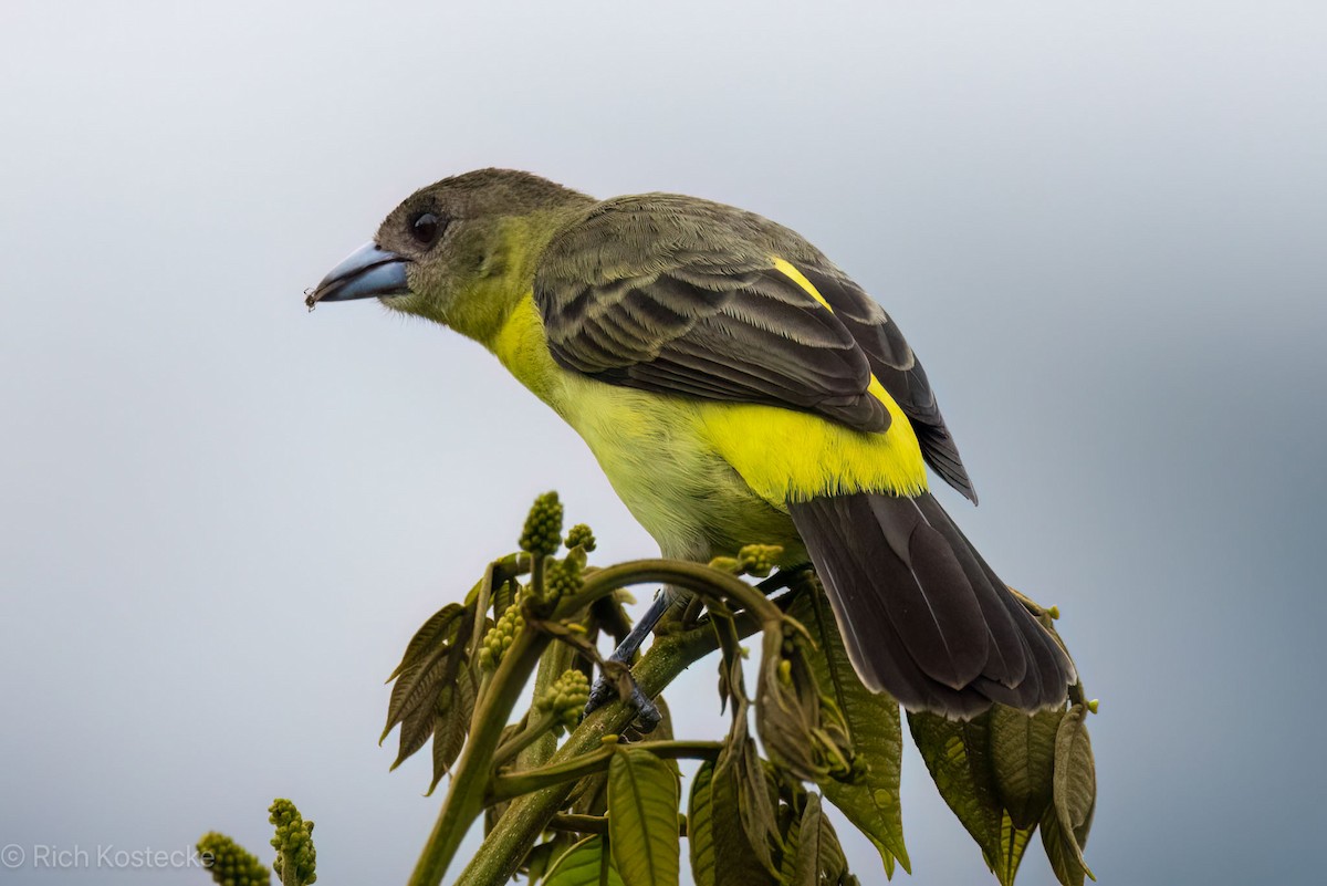 Flame-rumped Tanager - Rich Kostecke