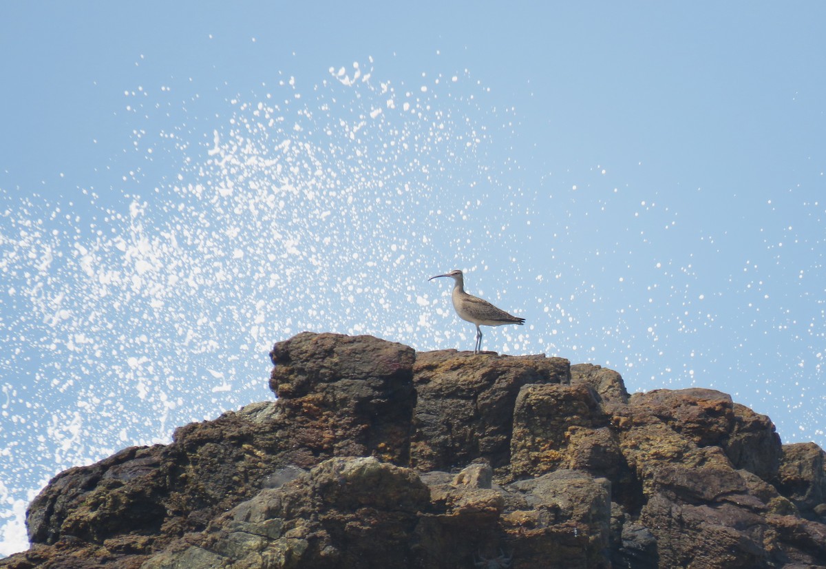 Whimbrel - ML617149074