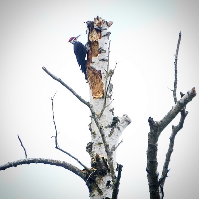 Pileated Woodpecker - ML617149096