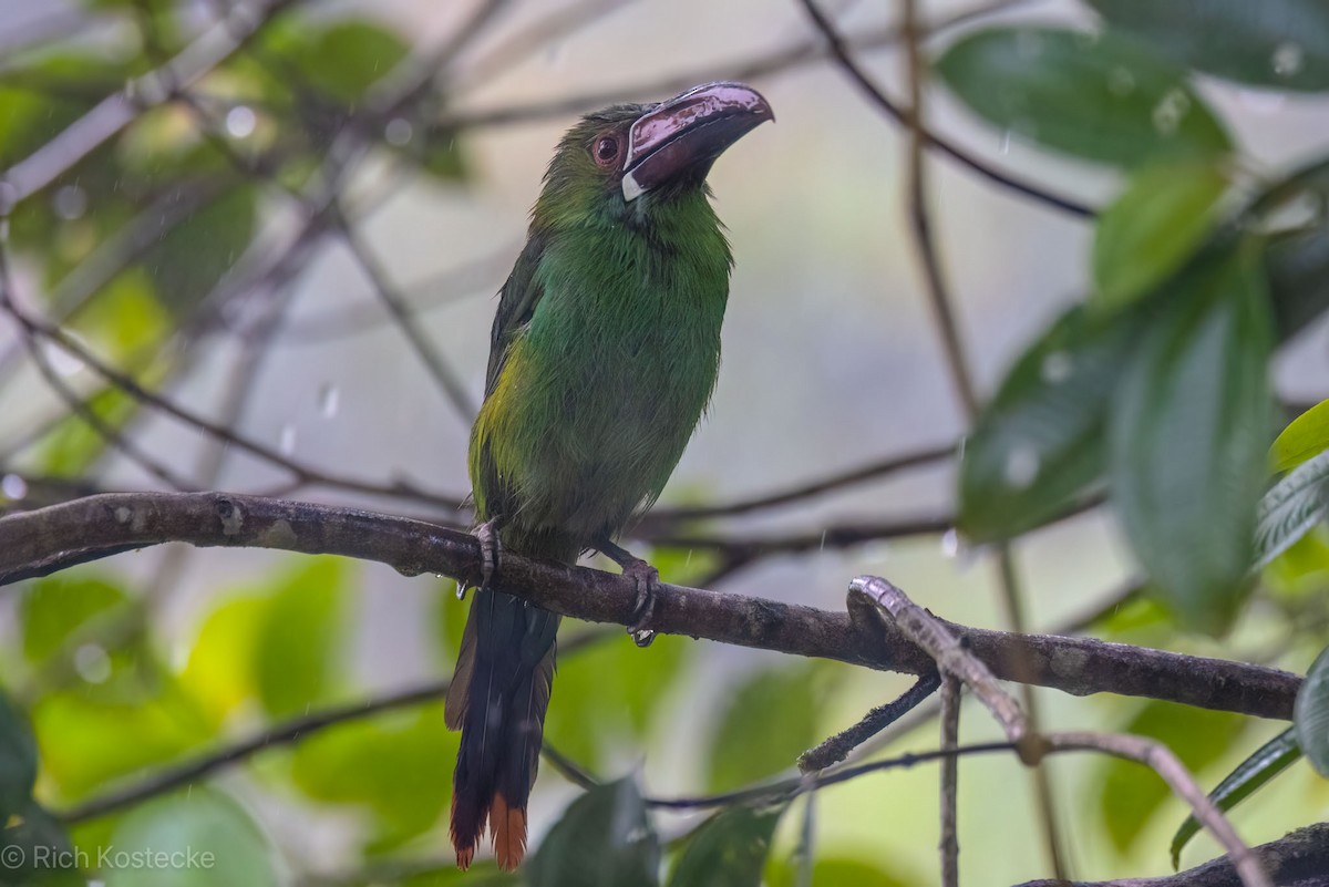 Crimson-rumped Toucanet - ML617149103