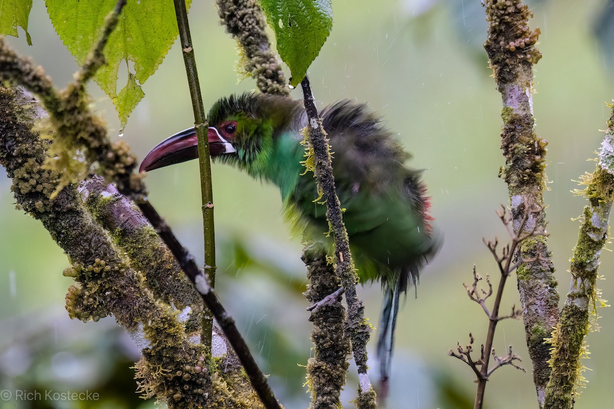 Crimson-rumped Toucanet - ML617149104