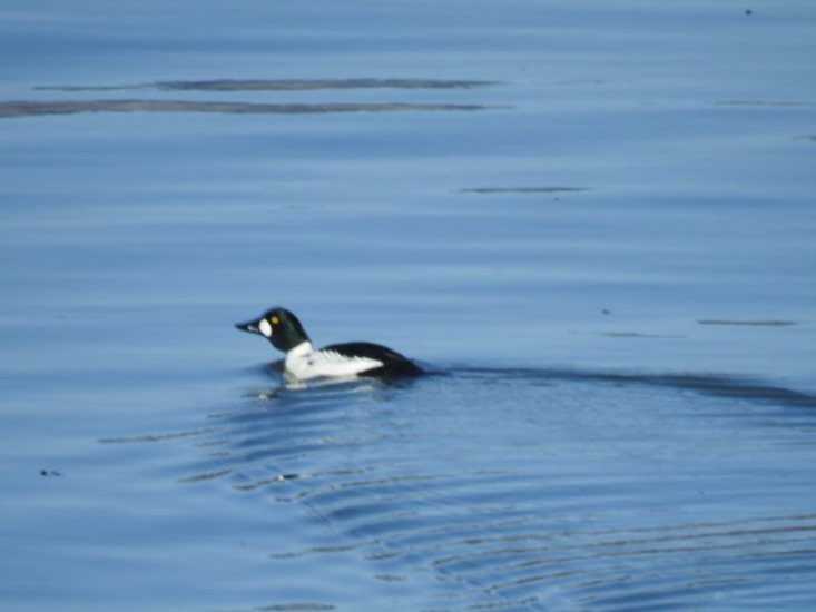 Common Goldeneye - Katie Novak