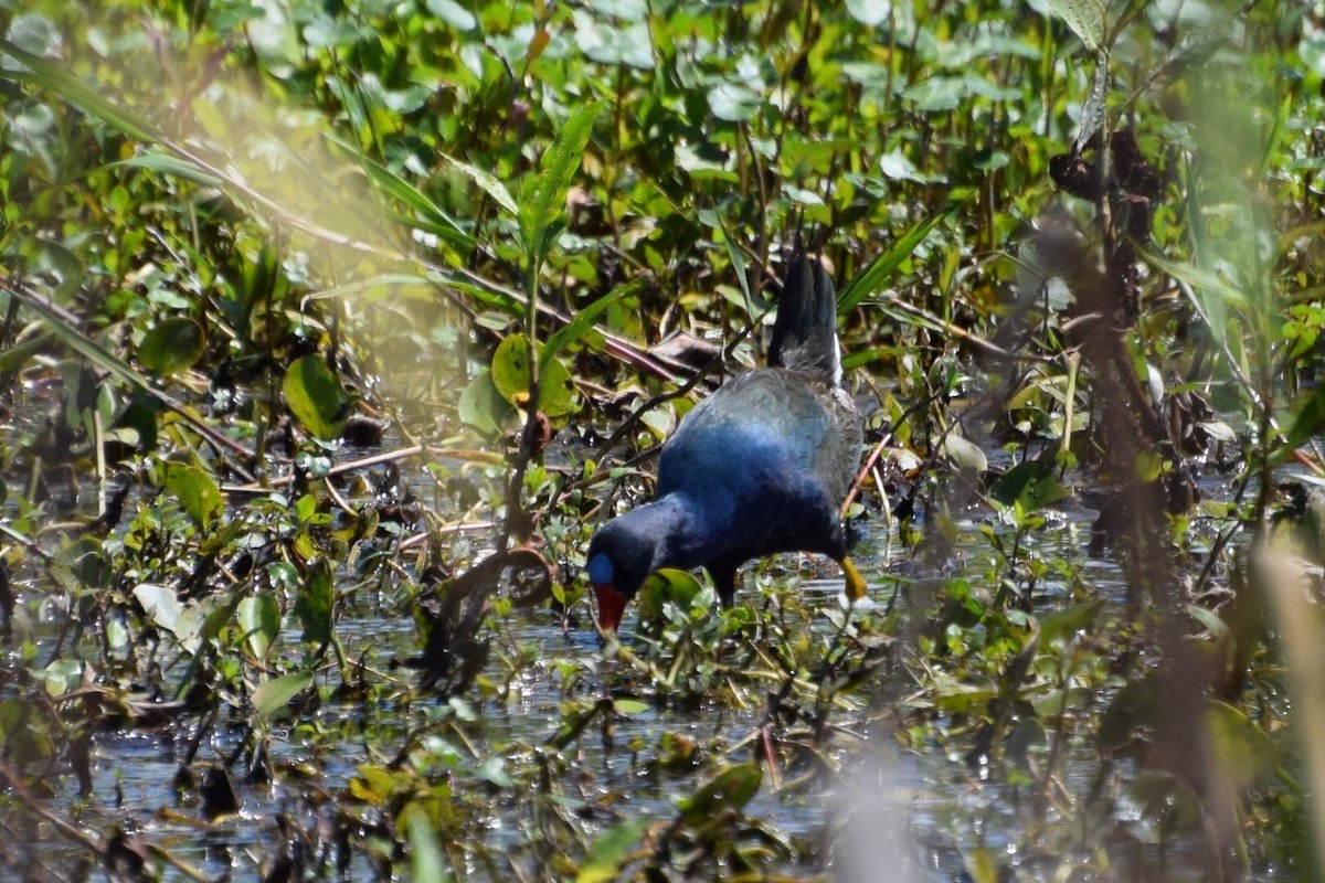 Purple Gallinule - ML617149125