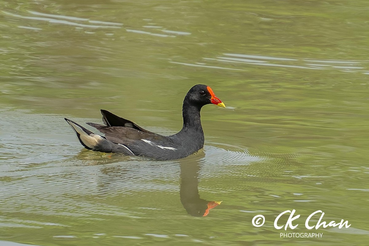 Eurasian Moorhen - ML617149128