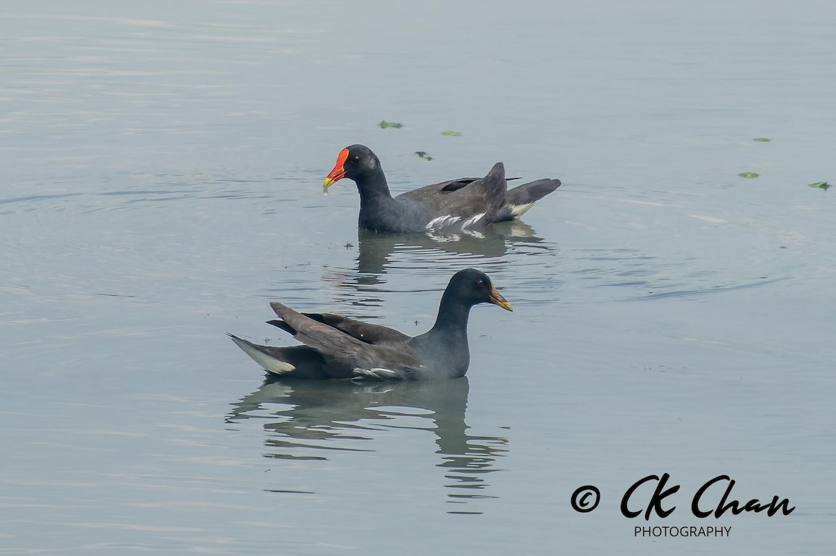 Eurasian Moorhen - ML617149129