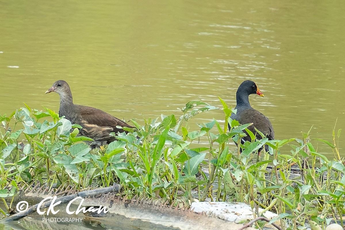 Eurasian Moorhen - ML617149130