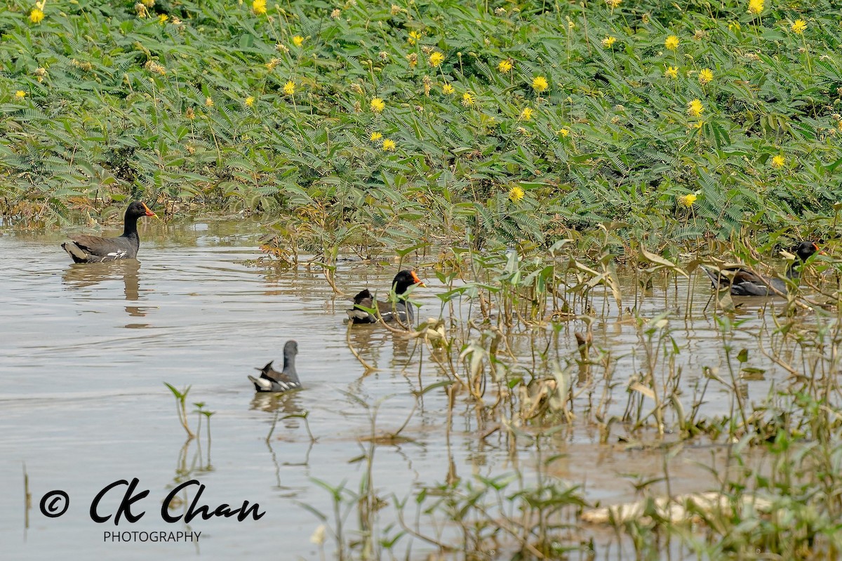 Eurasian Moorhen - ML617149131