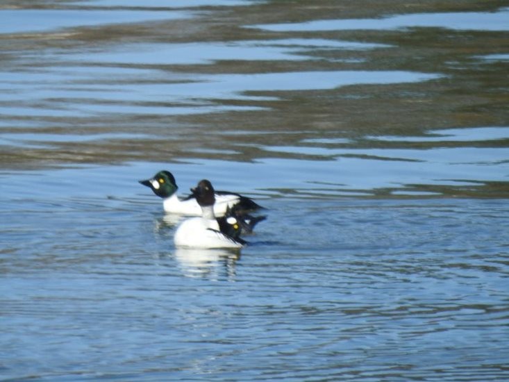 Common Goldeneye - ML617149133