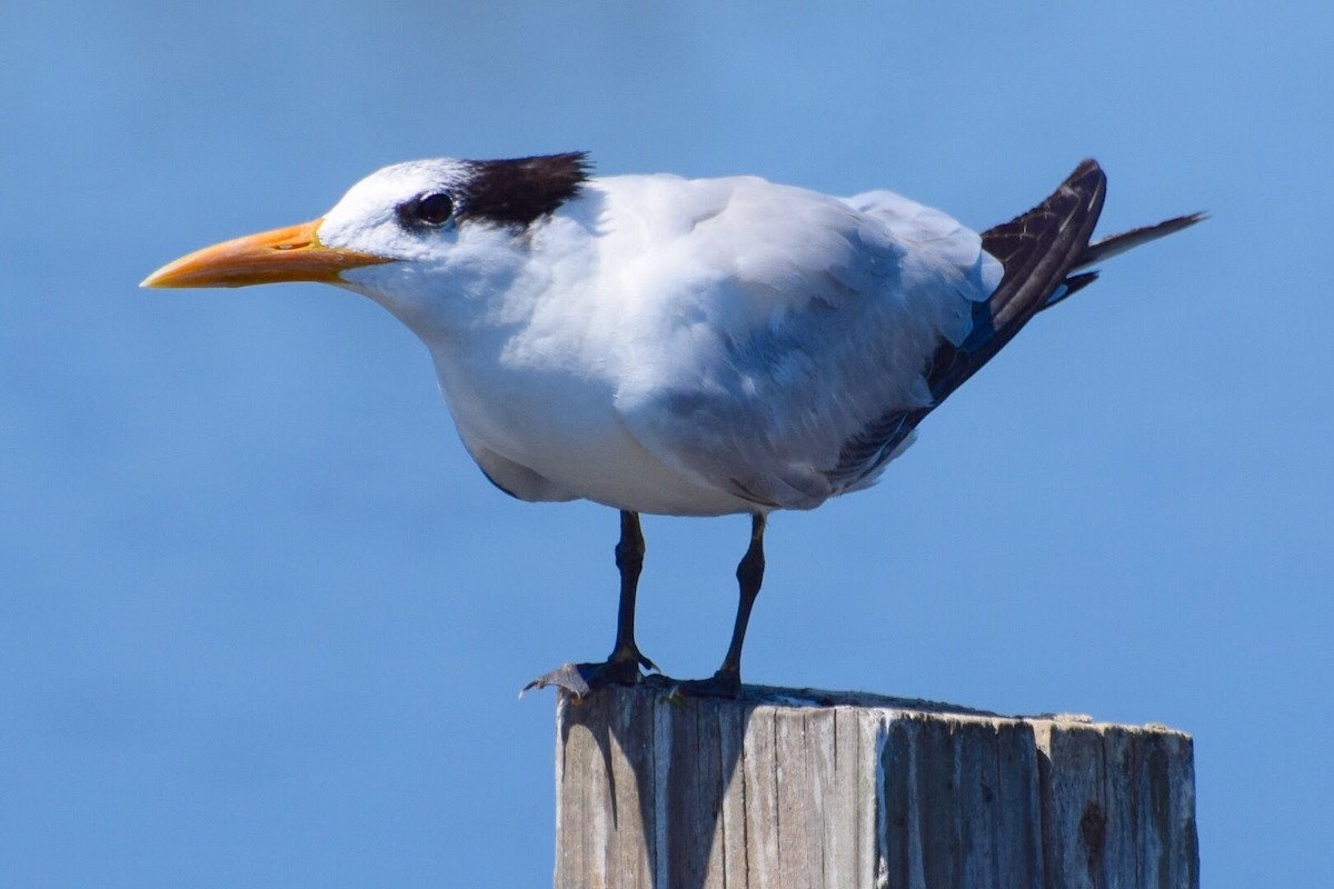 Royal Tern - ML617149146