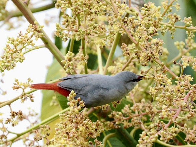 Lavender Waxbill - ML617149150