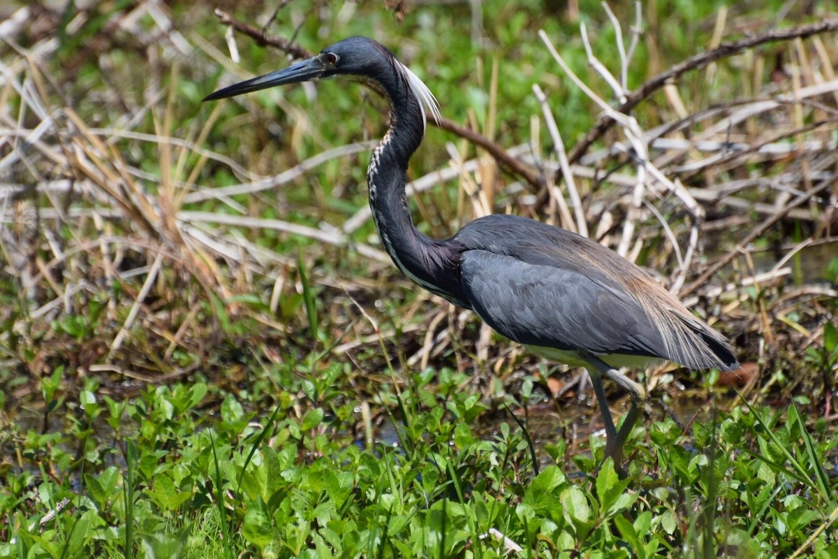 Tricolored Heron - ML617149168