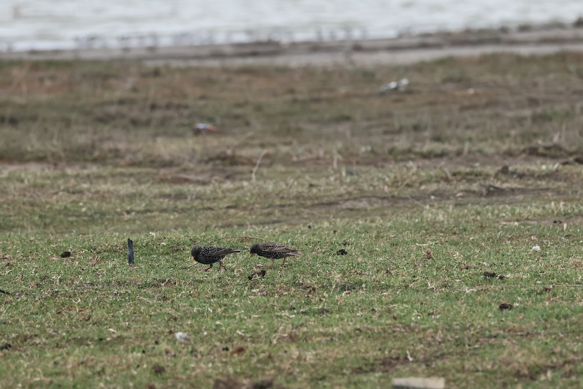 European Starling - ML617149169