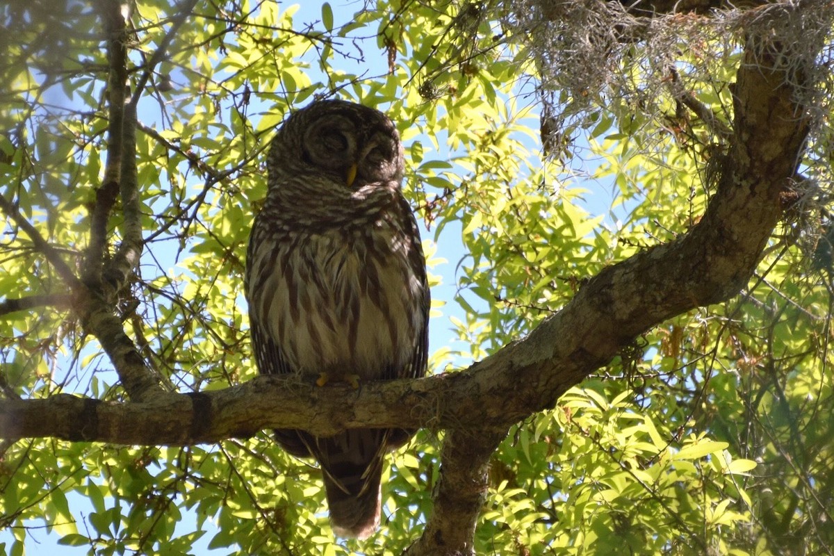 Barred Owl - ML617149208