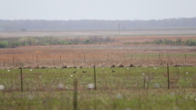 Tétras des prairies - ML617149275