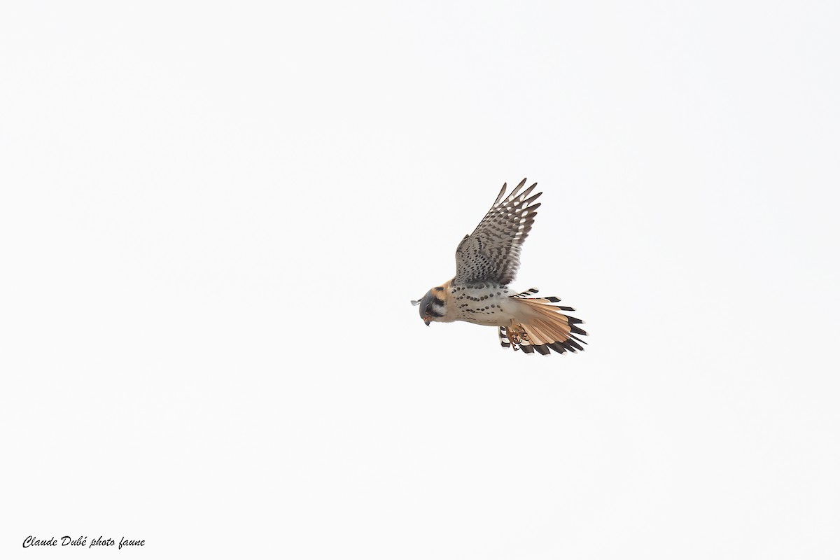 American Kestrel - ML617149293