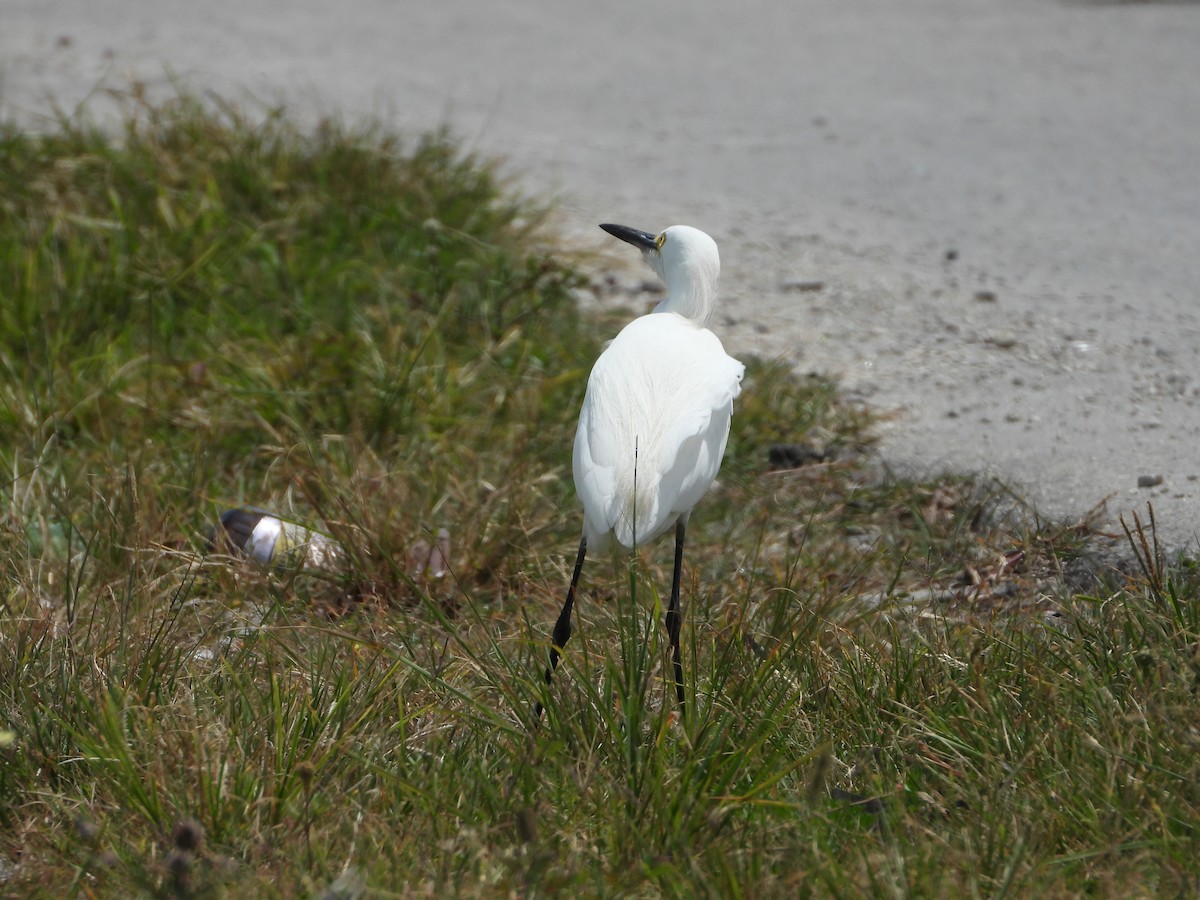 Snowy Egret - ML617149314