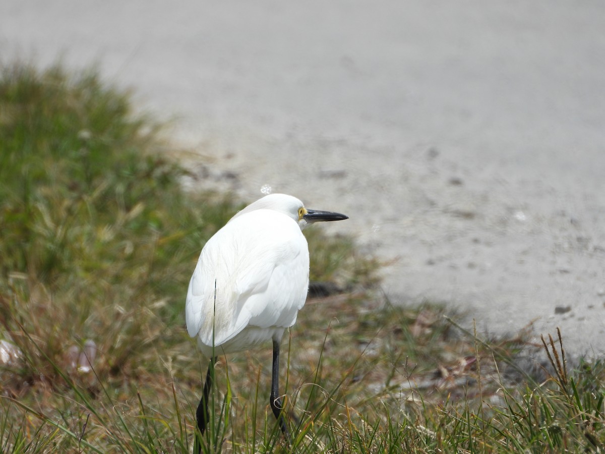 Snowy Egret - ML617149315