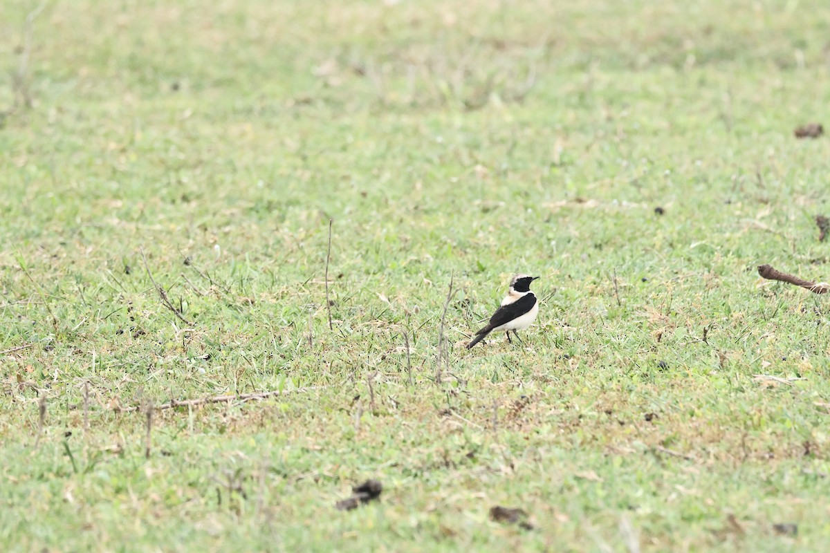 Eastern Black-eared Wheatear - ML617149328