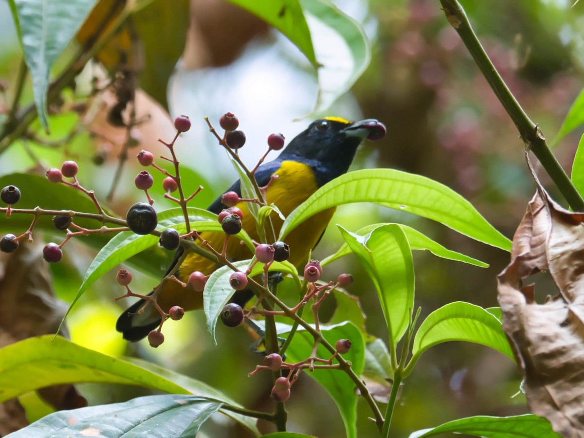 Fulvous-vented Euphonia - ML617149350