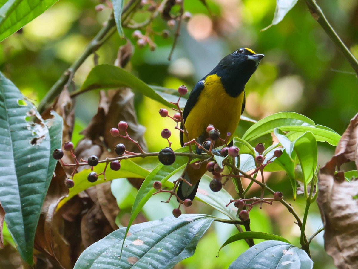 Fulvous-vented Euphonia - ML617149351